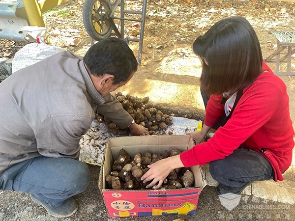 交運溫馨巴士 駕駛員 農作物收獲 搬運工