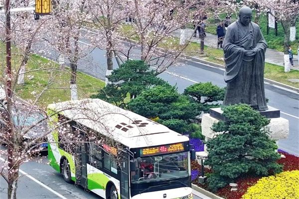 櫻花季來臨！揚(yáng)州公交帶您暢游花海